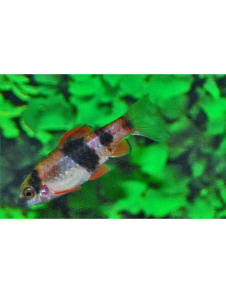Haludaria fasciata (Haludaria fasciata) 3-4cm