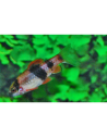 Haludaria fasciata 3-4cm