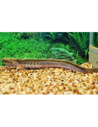 Gobie violet (Gobioides broussonnetii) 20-30cm