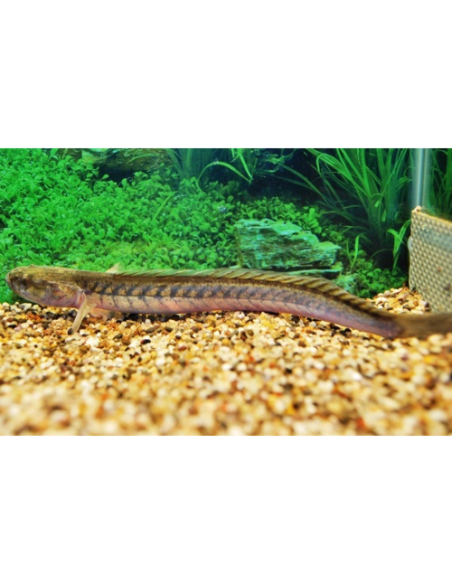 Gobie violet (Gobioides broussonnetii) 20-30cm