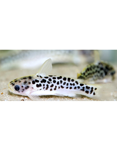 Duringlanis perugiae 2.5-3.5cm