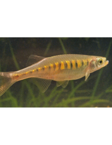 Devario auropurpureus (Devario auropurpureus) 4-6cm