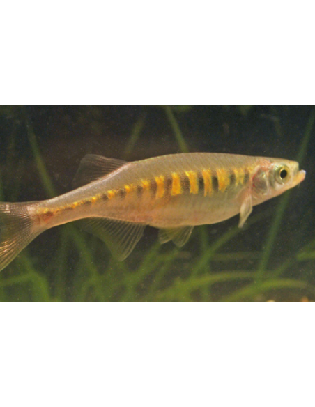 Devario auropurpureus (Devario auropurpureus) 4-6cm
