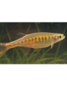 Devario auropurpureus 4-6cm
