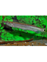 Poisson-crocodile hujeta (Ctenolucius hujeta beani) 7-10cm