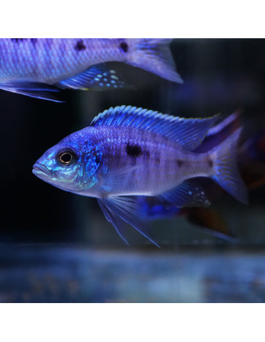 Copadichromis azureus F1 L 7-11 cm (pair)