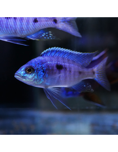 Copadichromis azureus F1 L 7-11 cm (pair)