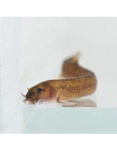 Pangio oblonga 4-5cm