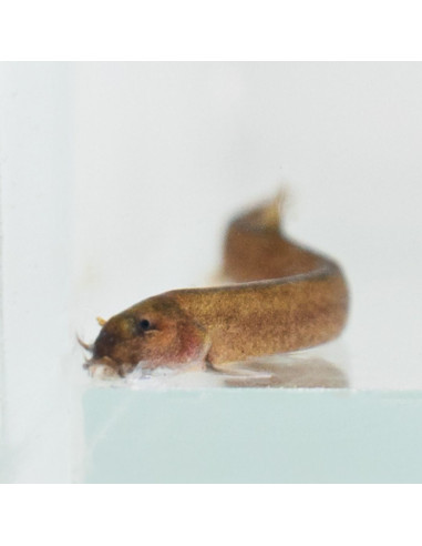Pangio oblonga 4-5cm