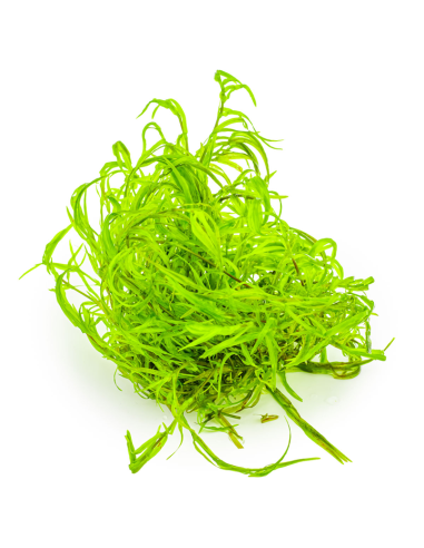 Najas guadalupensis "Guppy Grass".