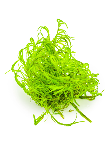 Najas guadalupensis "Guppy Grass".