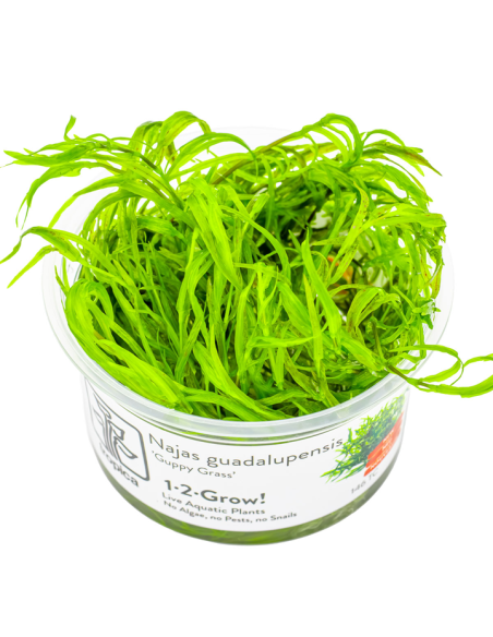 Najas guadalupensis "Guppy Grass".