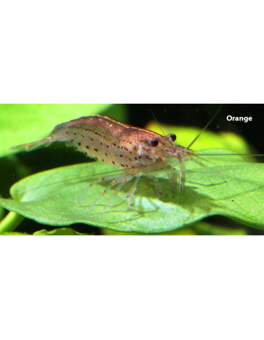 Crevette Amano orange (Caridina multidentata "Orange") 1-2cm