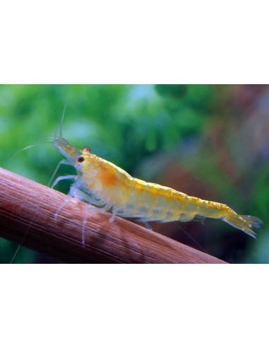 Crevette Amano jaune (Caridina multidentata "Jaune") 1-2cm