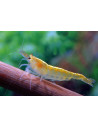 Crevette Amano jaune (Caridina multidentata "Jaune") 1-2cm