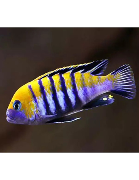 Cynotilapia afra Cobue (Cynotilapia afra Cobue) 4-5cm