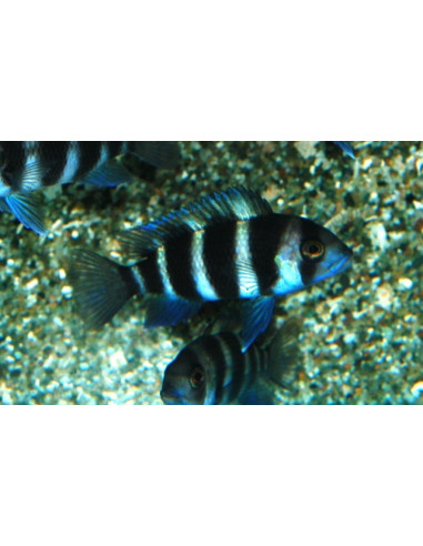 Cyphotilapia frontosa Blue Mpimbwe F1 4-6cm