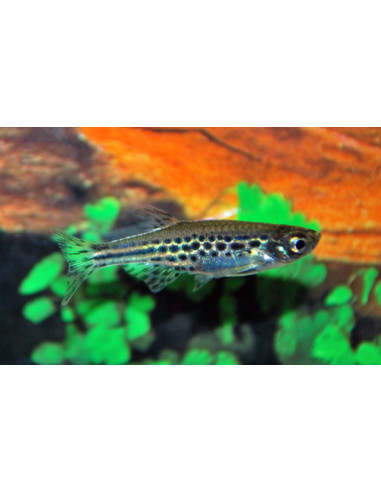 Brachydanio tinwini 1.5-2.5cm