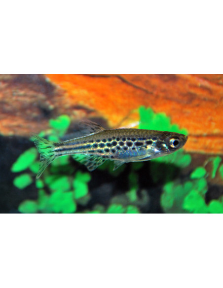Brachydanio tinwini 1.5-2.5cm