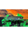 Brachydanio tinwini 1.5-2.5cm