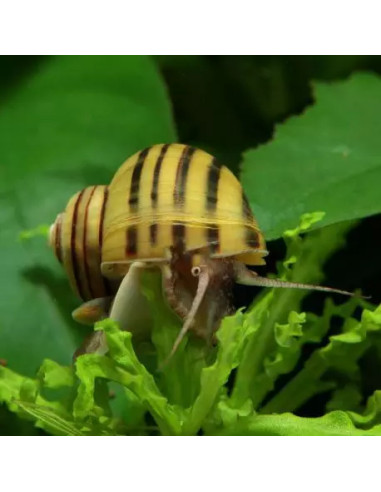Escargot Asolene spixi (Asolene spixi) 1-2cm