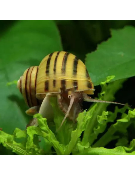 Escargot Asolene spixi (Asolene spixi) 1-2cm