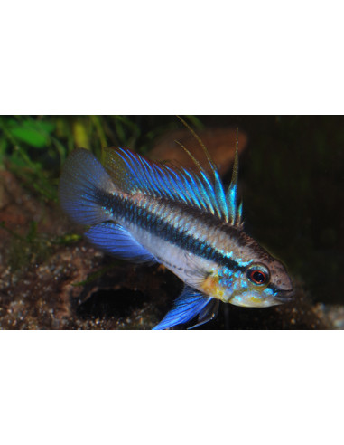 Apistogramma trifasciata (pair)
