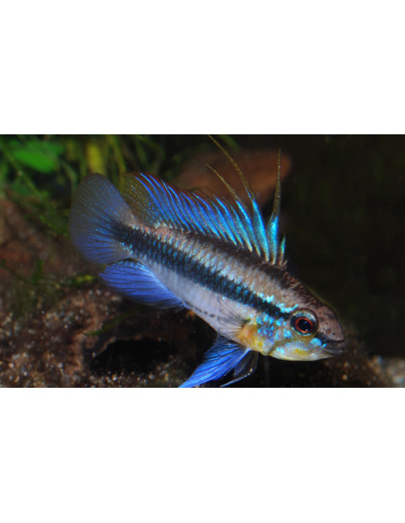 Apistogramma trifasciata (pair)