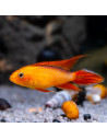 Apistogramma agassizii Fire Red (Apistogramma agassizii "Fire Red") 3-4cm (couple)