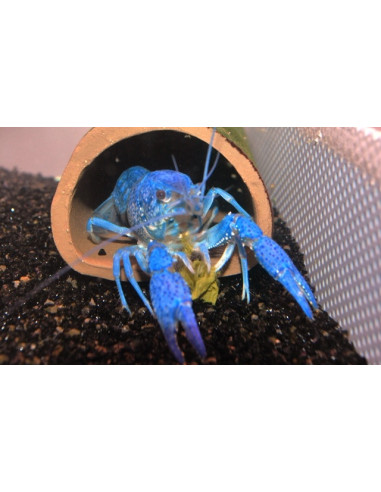 Procambarus alleni 4-6cm