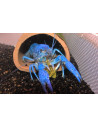 Procambarus alleni 4-6cm