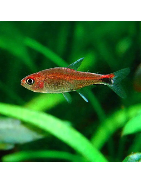 Axelrodia riesei (Axelrodia riesei) 1-2cm