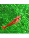 Neocaridina davidi "Red Cherry" 1-1.5cm
