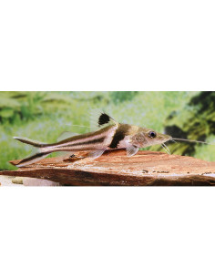 Pimelodus ornatus (Pimelodus ornatus) 12-15cm