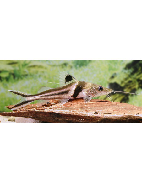 Pimelodus ornatus (Pimelodus ornatus) 12-15cm