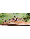 Pimelodus ornatus (Pimelodus ornatus) 12-15cm