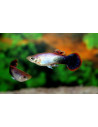 Guppy Pink Tuxedo (Poecilia reticulata Pink Tuxedo) 3,5-4cm