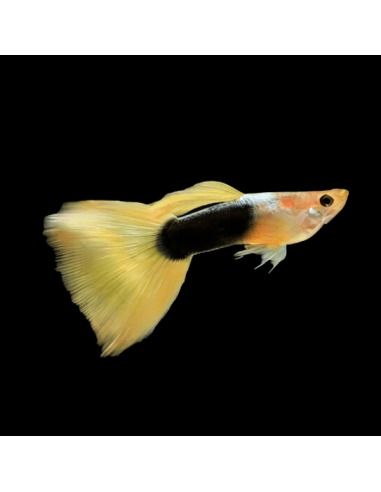 Guppy Tuxedo Yellow (Poecilia reticulata Tuxedo Yellow) 3,5-4cm