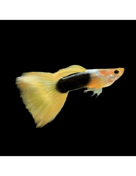 Guppy Tuxedo Yellow (Poecilia reticulata Tuxedo Yellow) 3,5-4cm