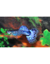 Guppy Blue Berry Tuxedo mâle (Poecilia reticulata Blue Berry Tuxedo) 3cm