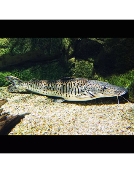 Pseudoplatysoma fasciatum 12-15cm