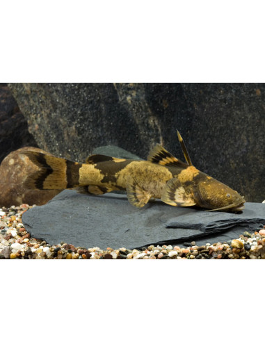 Pseudopimelodus bufonius 12-15cm