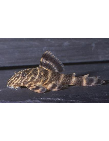 Panaqolus maccus