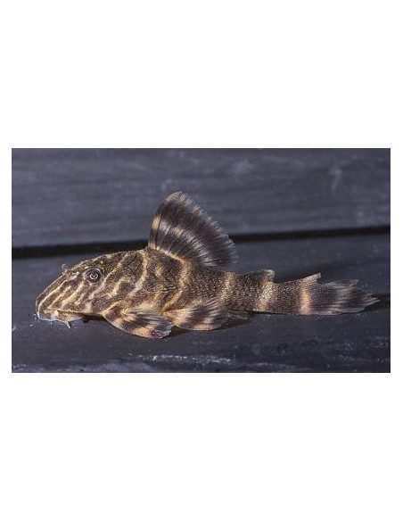 Panaqolus maccus