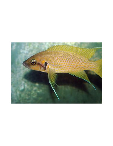 Neolamprologus helianthus 4-6cm
