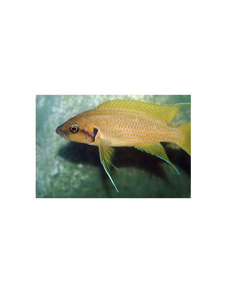 Neolamprologus helianthus 4-6cm