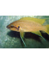 Neolamprologus helianthus 4-6cm