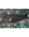 Tropheus sp. Kiriza F1 4-5cm