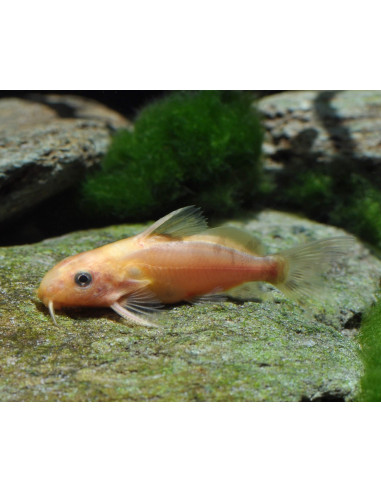 Synodontis nigrita Gold S 3-4cm