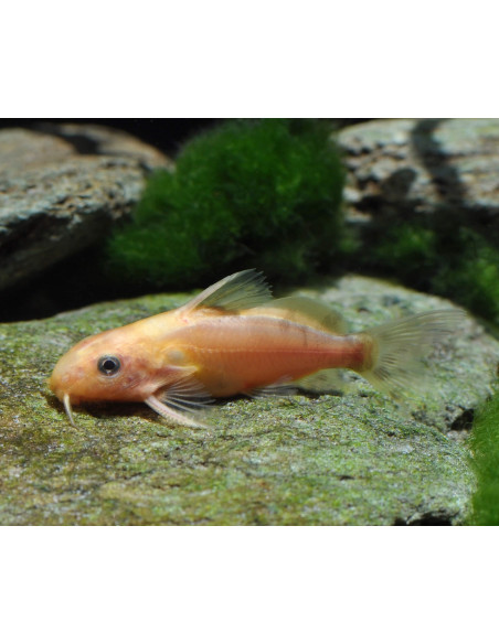 Synodontis nigrita Gold S 3-4cm